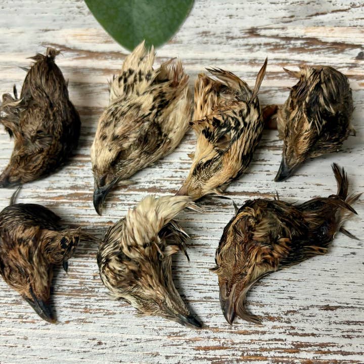 Rocky&Stella’s Treats - Wholesale Pet Treats - Dog - Quail HeadÂ