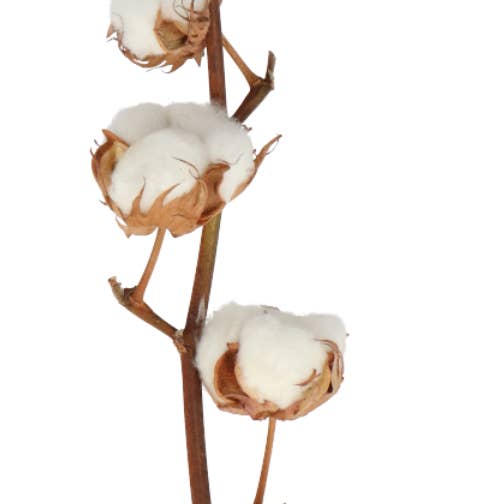 Capital Florist – Großhandel Getrocknete/gepresste Blumen – Baumwolle (getrocknet)