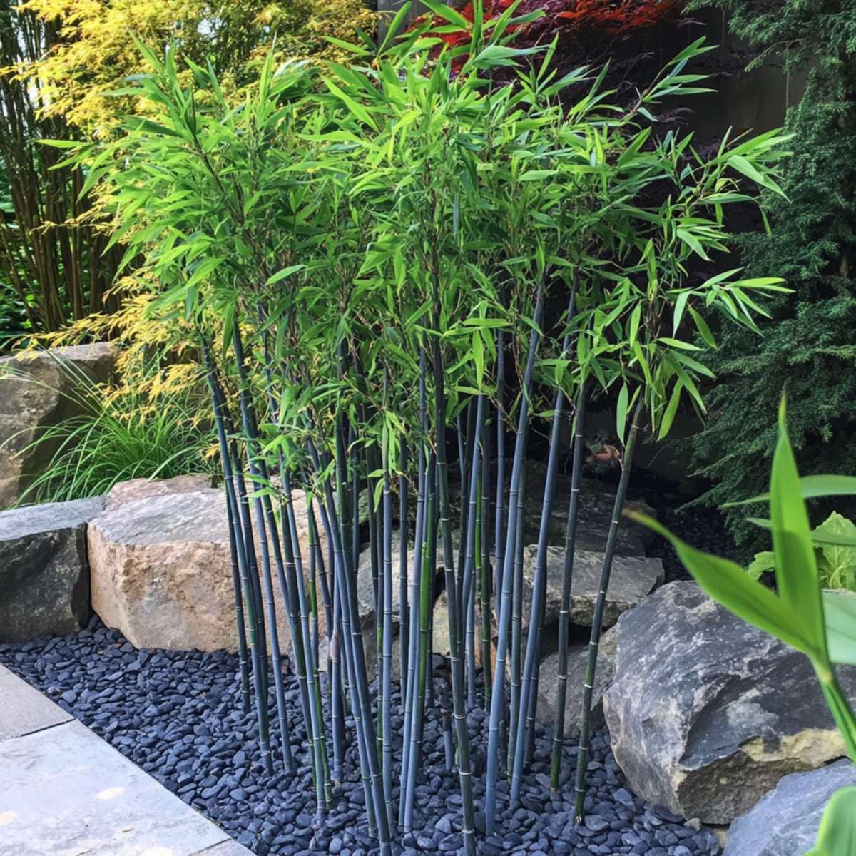 Oasis of Life - Wholesale Live Plant - Bamboo – 2 Plants – Fargesia Papyrifera ‘Blue Dragon’ – Height 30–40cm – Evergreen & Non-invasive Bamboo – Hardy to –20°C – Ideal for Garden, Terrace & Hedge – Ø13cm4