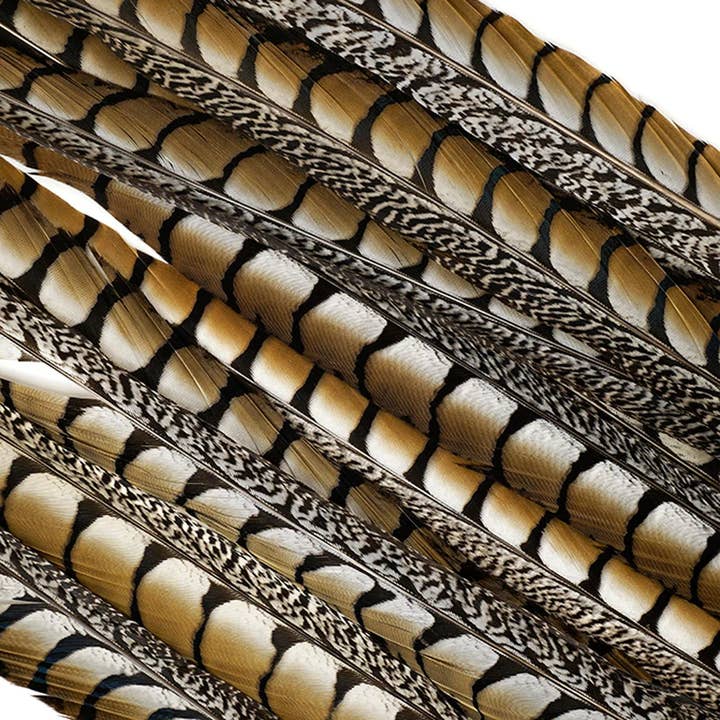 Zucker Feather Products - Wholesale Feathers - Lady Amherst Pheasant Tails 35" and Up- Natural
