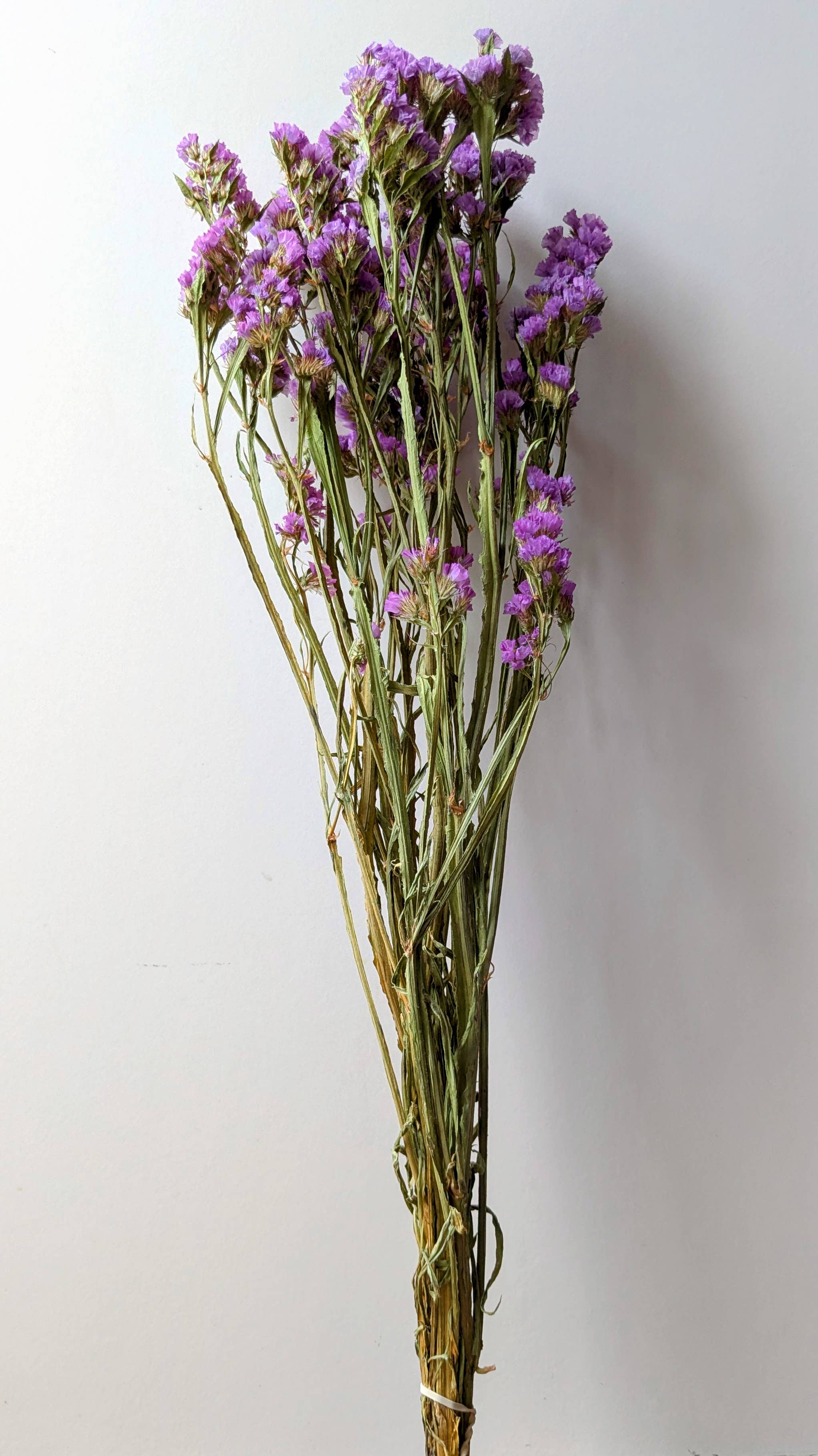 Daisy Gifts Ltd – wholesale Dried/pressed flowers – Lilac Statice Dried Flowers Bunch - Lavender Colour Limonium3