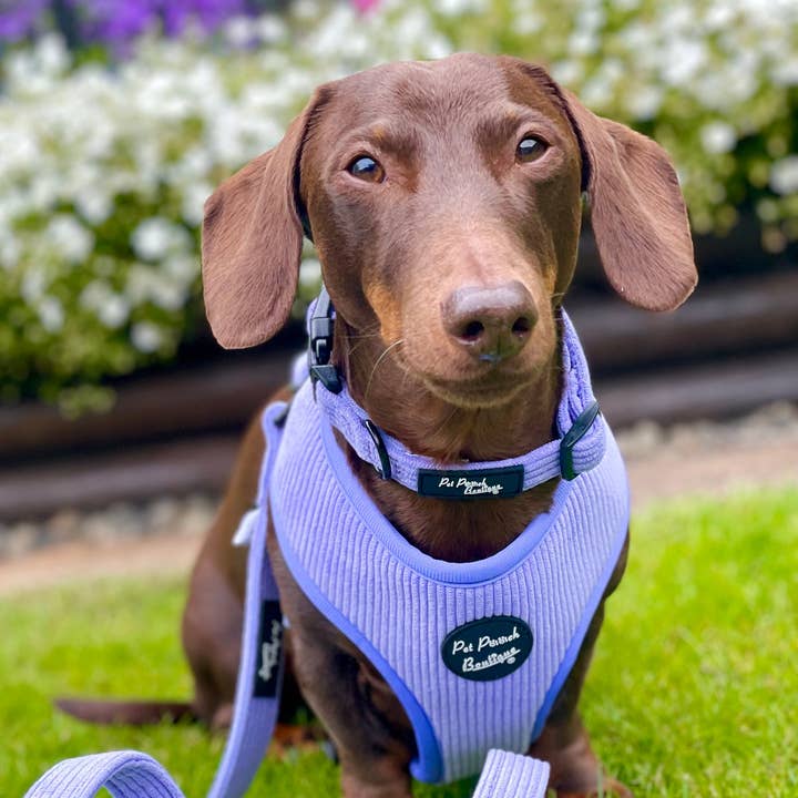 Pet Pooch Boutique - Wholesale Halsband - Hond - Pastel paarse koord puppy- of hondenhalsband - maten XS - L (zacht)4