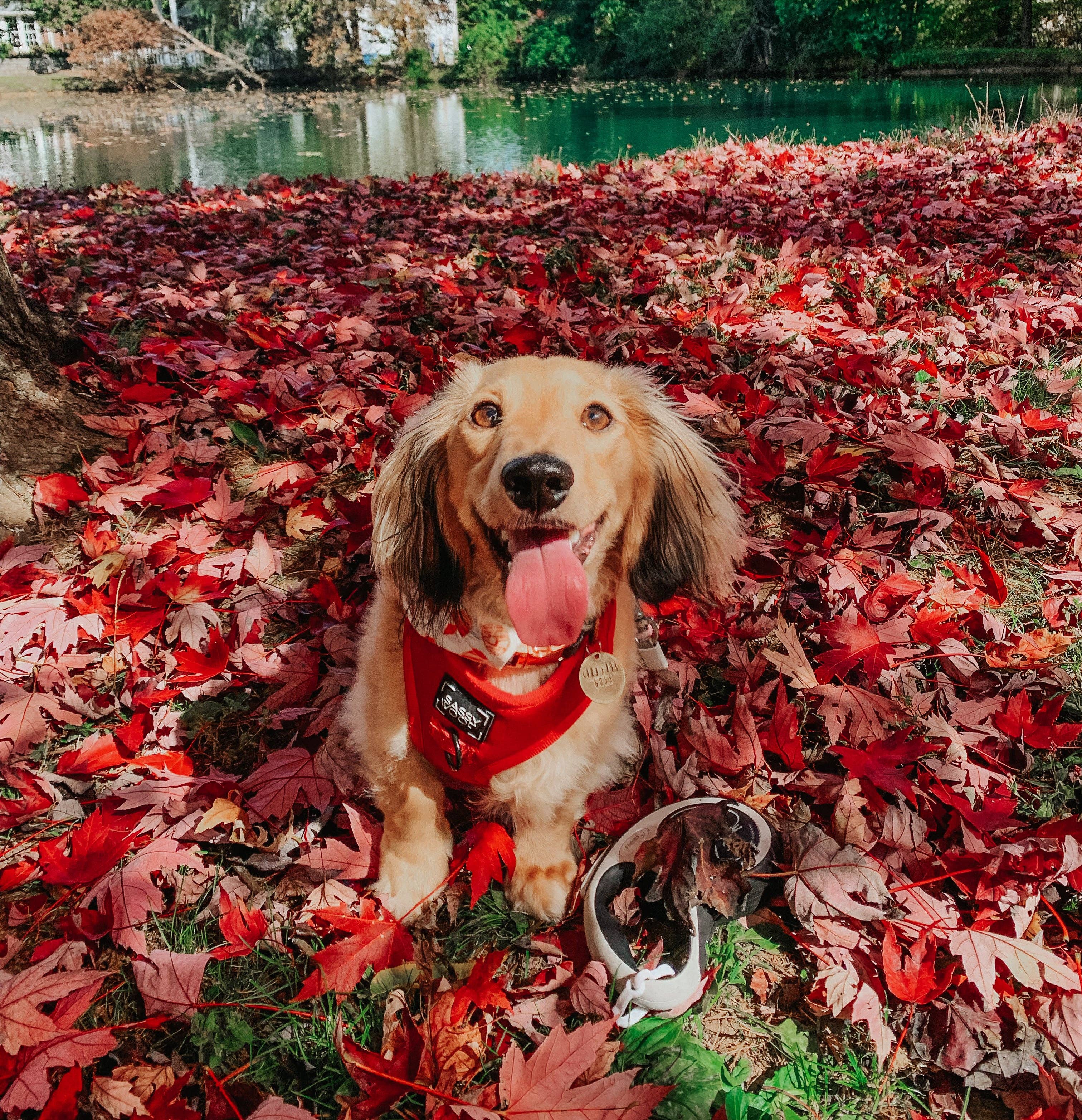 SASSY WOOF - Wholesale Pet Collar - Dog - Dog Collar - Merlot13