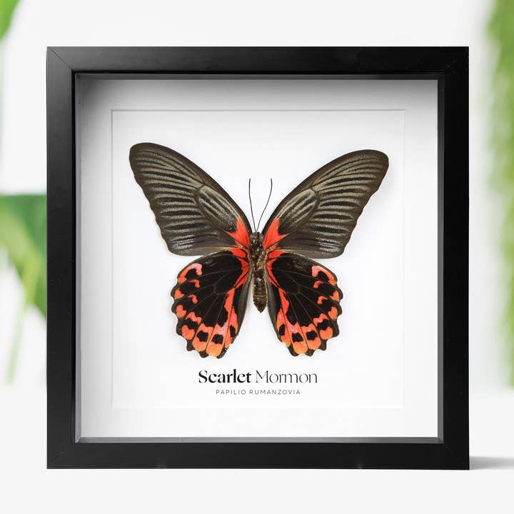 Scarlet Mormon Butterfly Insect Bug Taxidermy Box Frame for wholesale by Curated Studio