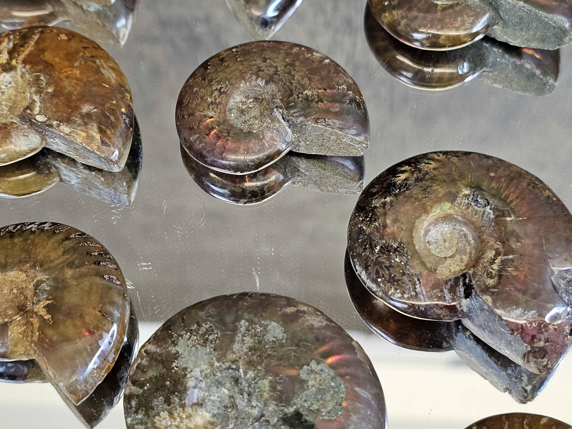 Distinction Crystals - Wholesale Spiritual Stone/Crystal - Iridescent Red Ammonites 4-5CM2