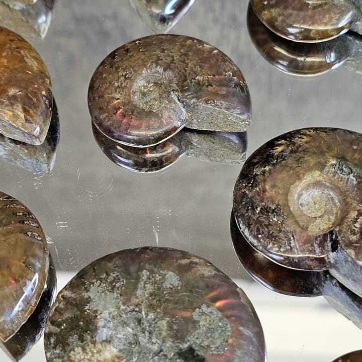 Distinction Crystals - Wholesale Spiritual Stone/Crystal - Iridescent Red Ammonites 4-5CM2