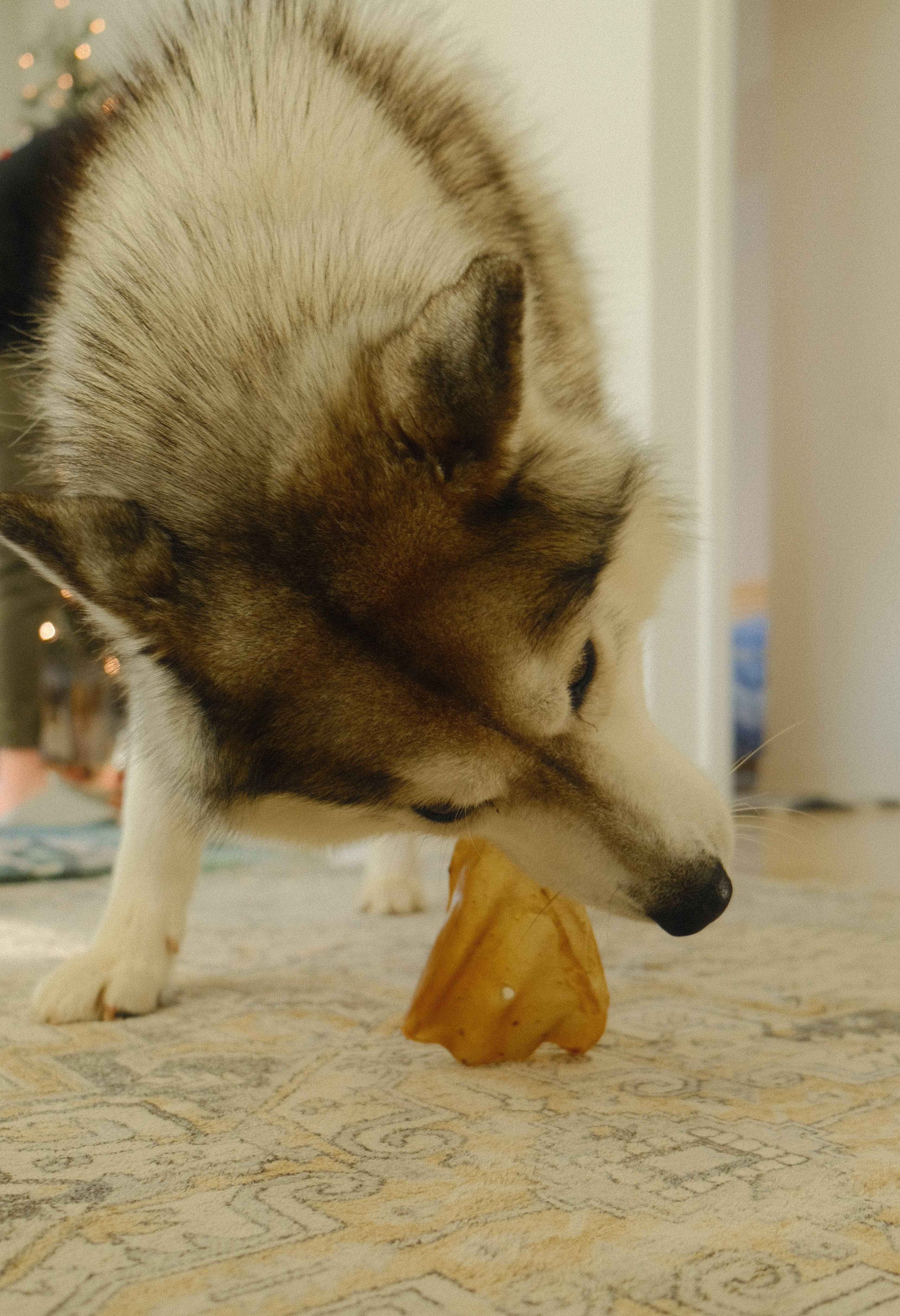 Purely Paws - Vente Friandises – chien - Friandises pour chiens à base d'oreilles de vache déshydratées2