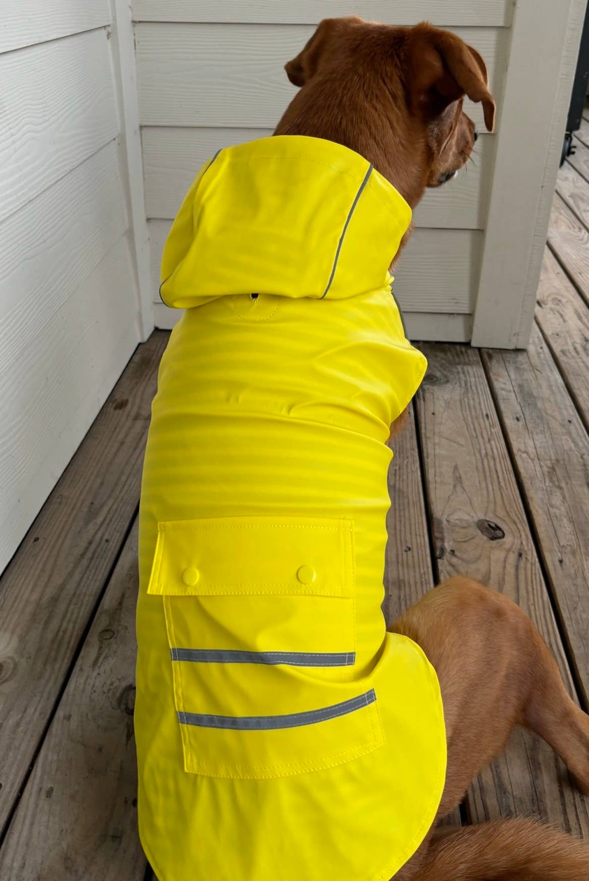 Doggie Design - Wholesale Pet Raincoat - Dog - Slicker Raincoat with Striped Lining - Yellow5