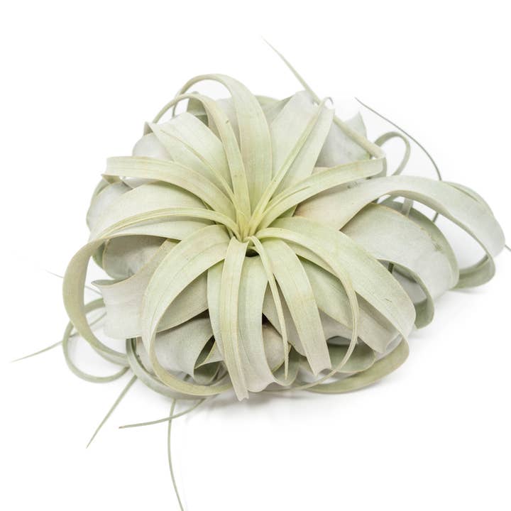 Air Plant Shop - Wholesale Live Plant - Large Tillandsia Xerographica1