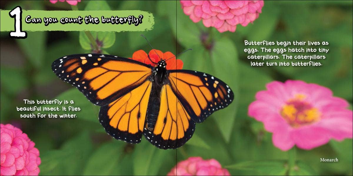 AdventureKEEN - Wholesale Preschool Book (3-5) - Can You Count the Critters?1