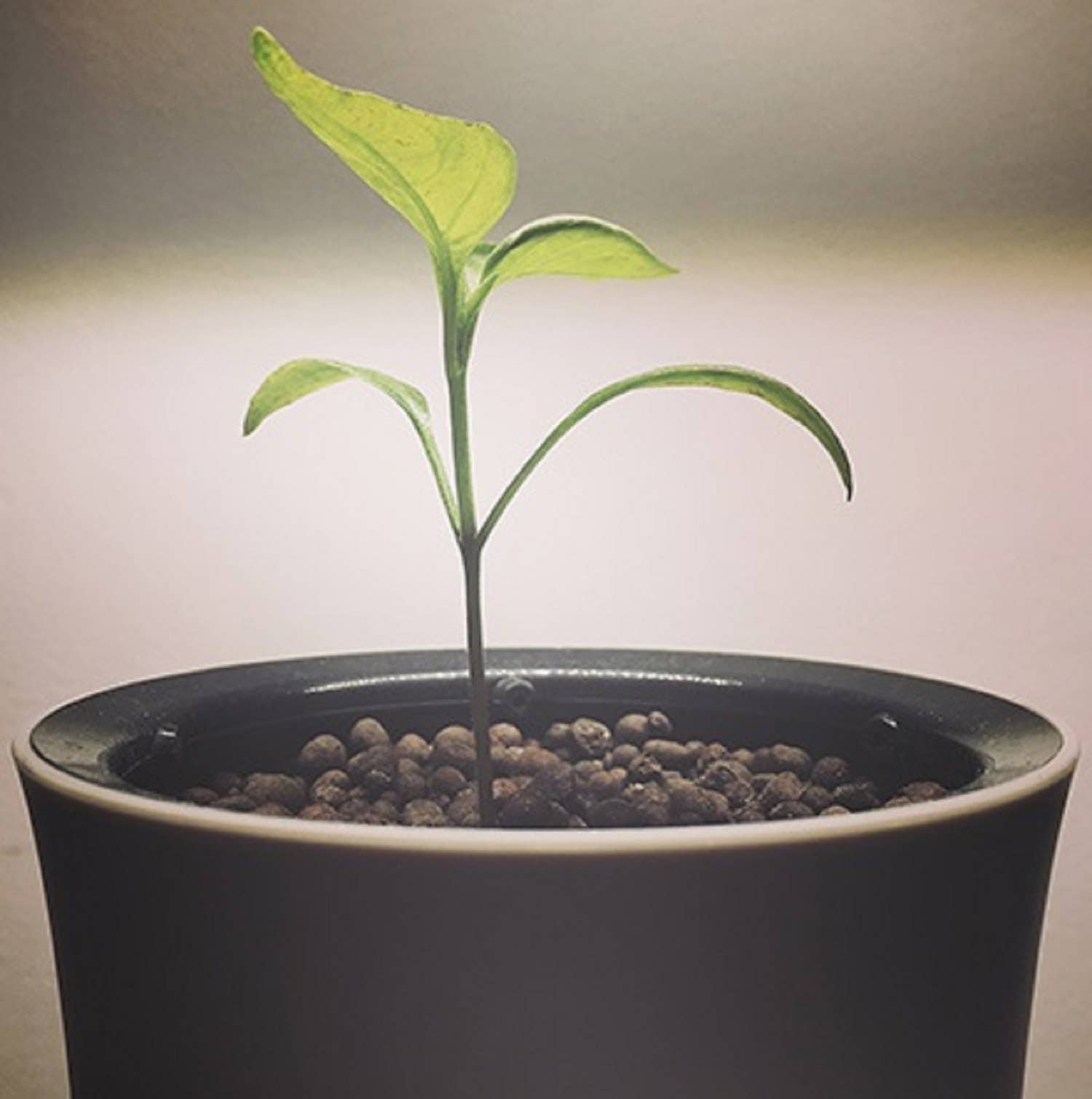 Botanium AB - Wholesale Plant Pot - Botanium - Laurel Green3