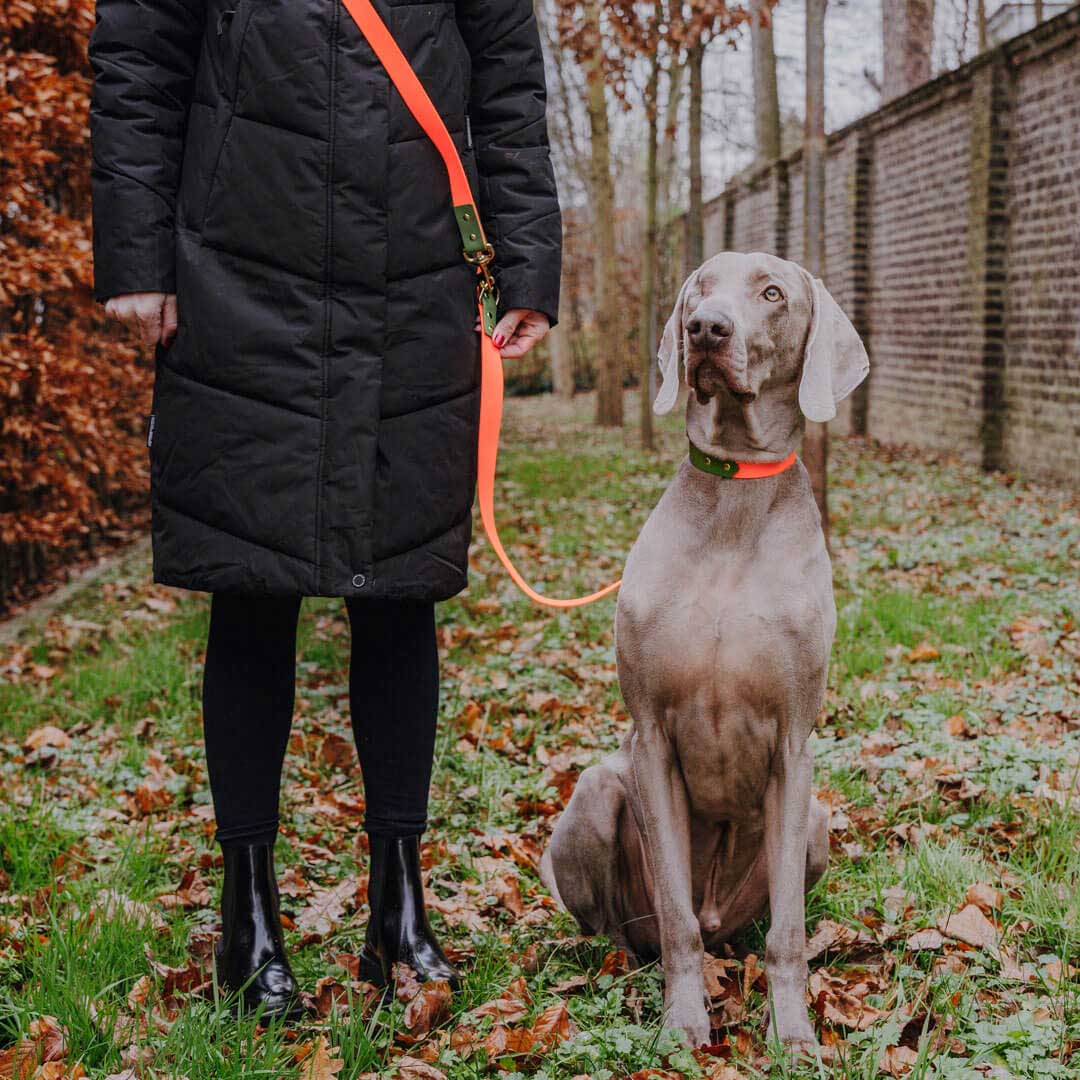 Hey Lana – trela - Cão por atacado – Coleira para exterior ajustável em 3 posições - 230 cm8