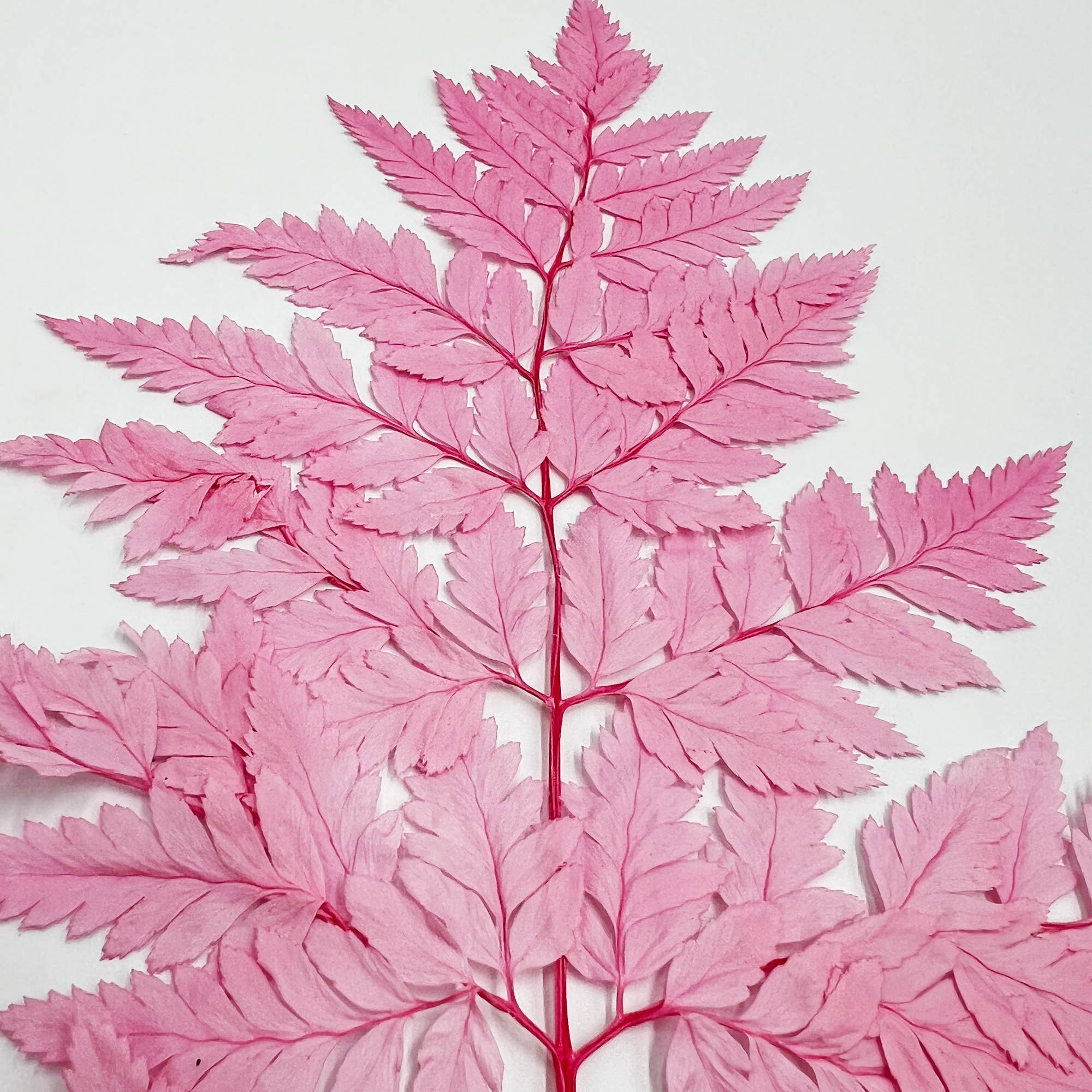 2626 Designs - Vente Fleur séchée/pressée - Fougère Davallia Mariesii séchée et préservée10