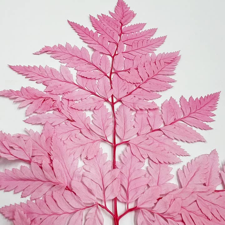 2626 Designs - Vente Fleur séchée/pressée - Fougère Davallia Mariesii séchée et préservée10