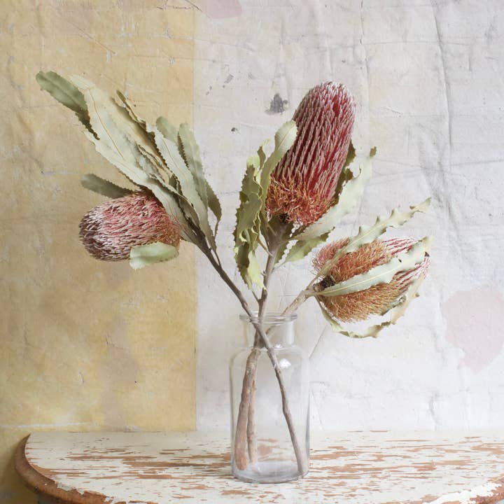 Natural Banksia - Menziesii for wholesale on Faire