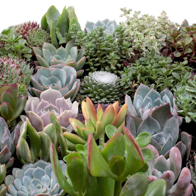 Mountain Crest Gardens - Wholesale Succulent - Ultimate Variety Succulents 50-Pack (50 Varieties, 2" Pots)