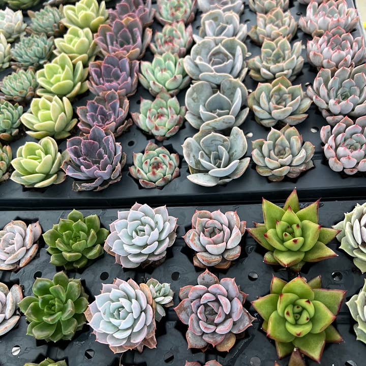 Blúme Gardens - Wholesale Live Plant - 50ct Succulent Plugs | Live Rooted Plants