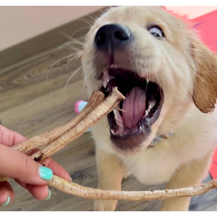 Duck Tracheas - Great for Cats, Puppies, Small Dogs for wholesale by Golden Nibbles