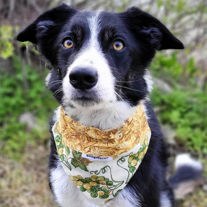 White Wine Grapes Scarf for wholesale by adogslifescarf