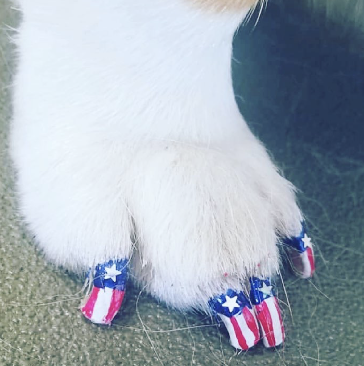 Warren London Dog Products – Großhandel Haustierpflegeset – Hund – Pawdicure Nagellack Pen - Quick Dry - 13 Farben26