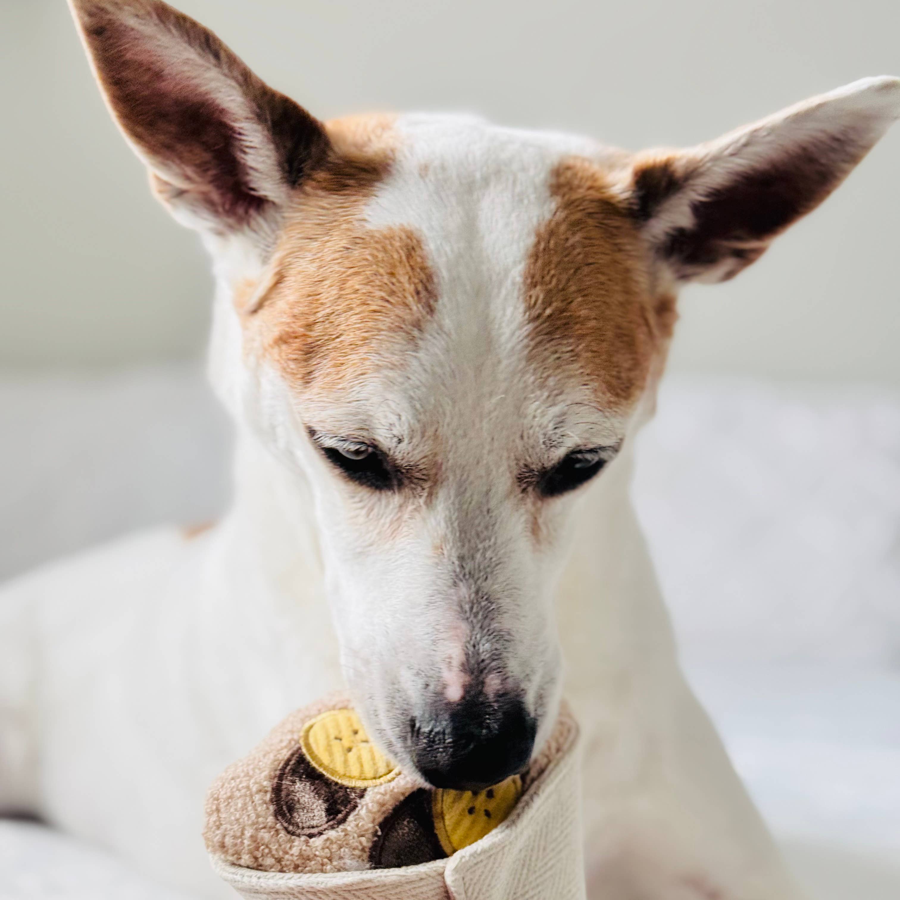 Lambwolf Collective - Wholesale Pet Squeaky Toy - Dog - CREPE // ENRICHMENT DOG TOY  4