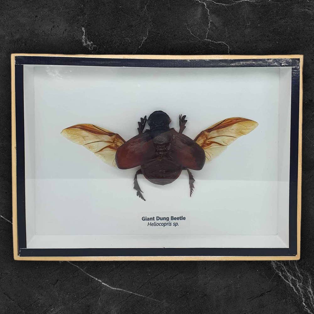 VIE - Wholesale Wall Accent - Framed Insect, Assorted12
