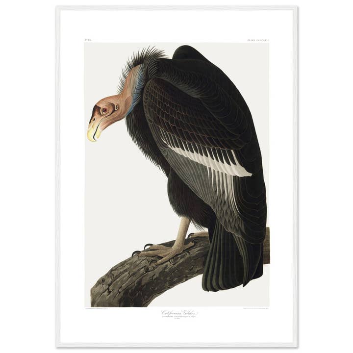 Maison de Paloma - Wholesale Art Print - Californian vulture15