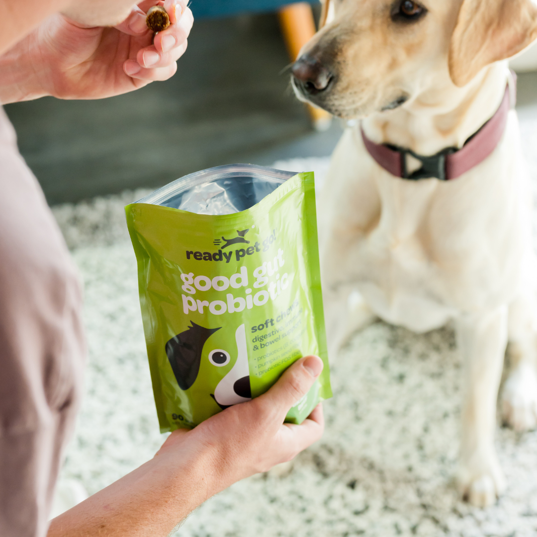 Ready Pet Go – Großhandel Nahrungsergänzungsmittel für Haustiere – Hund – Gut Health Probiotische Kauartikel für Hunde — Unterstützung der Verdauung5