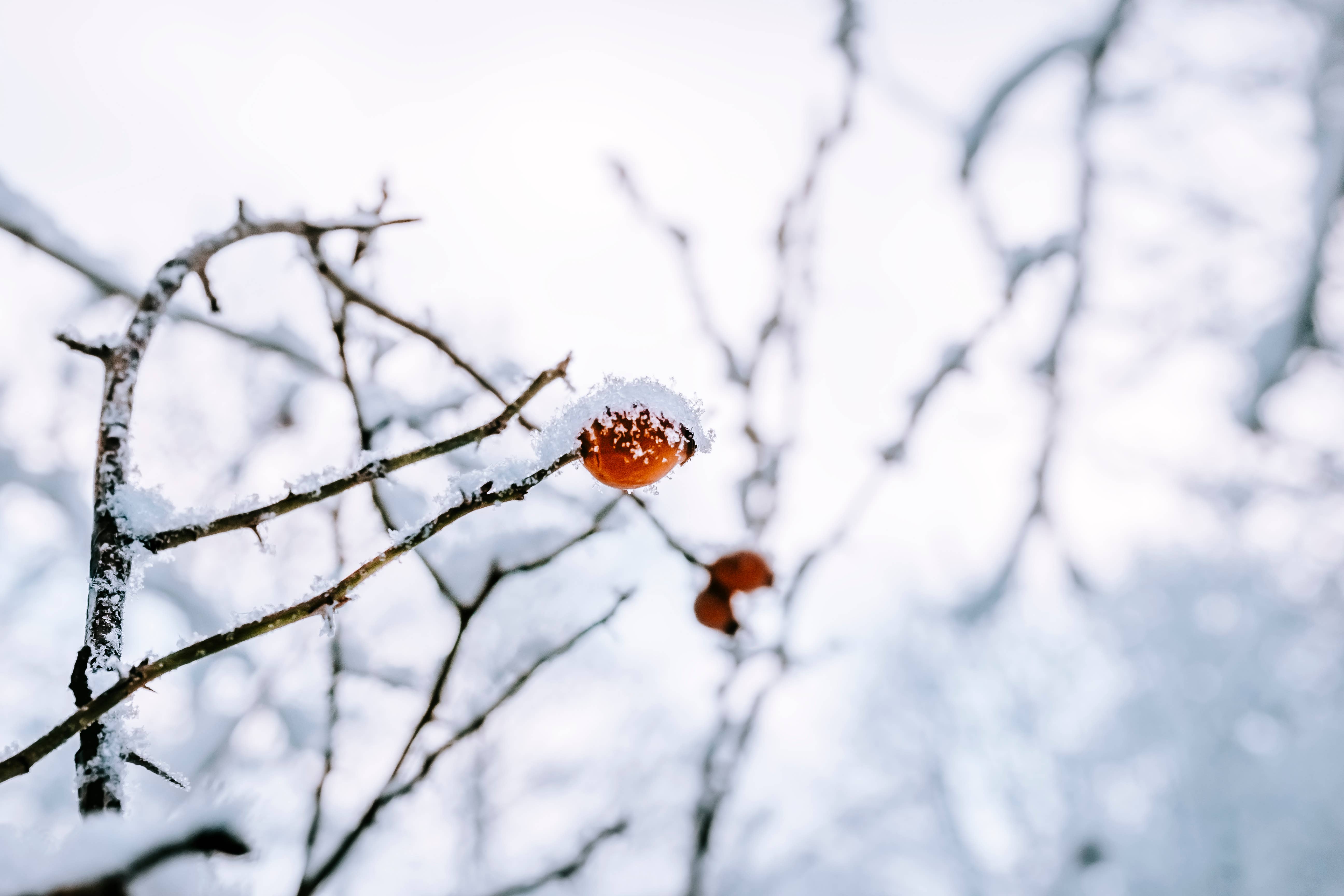 Huukyou - Wholesale Jar/Filled Candle - Japanese Modern Handmade Candle | Kimorigaki - fruity musky6