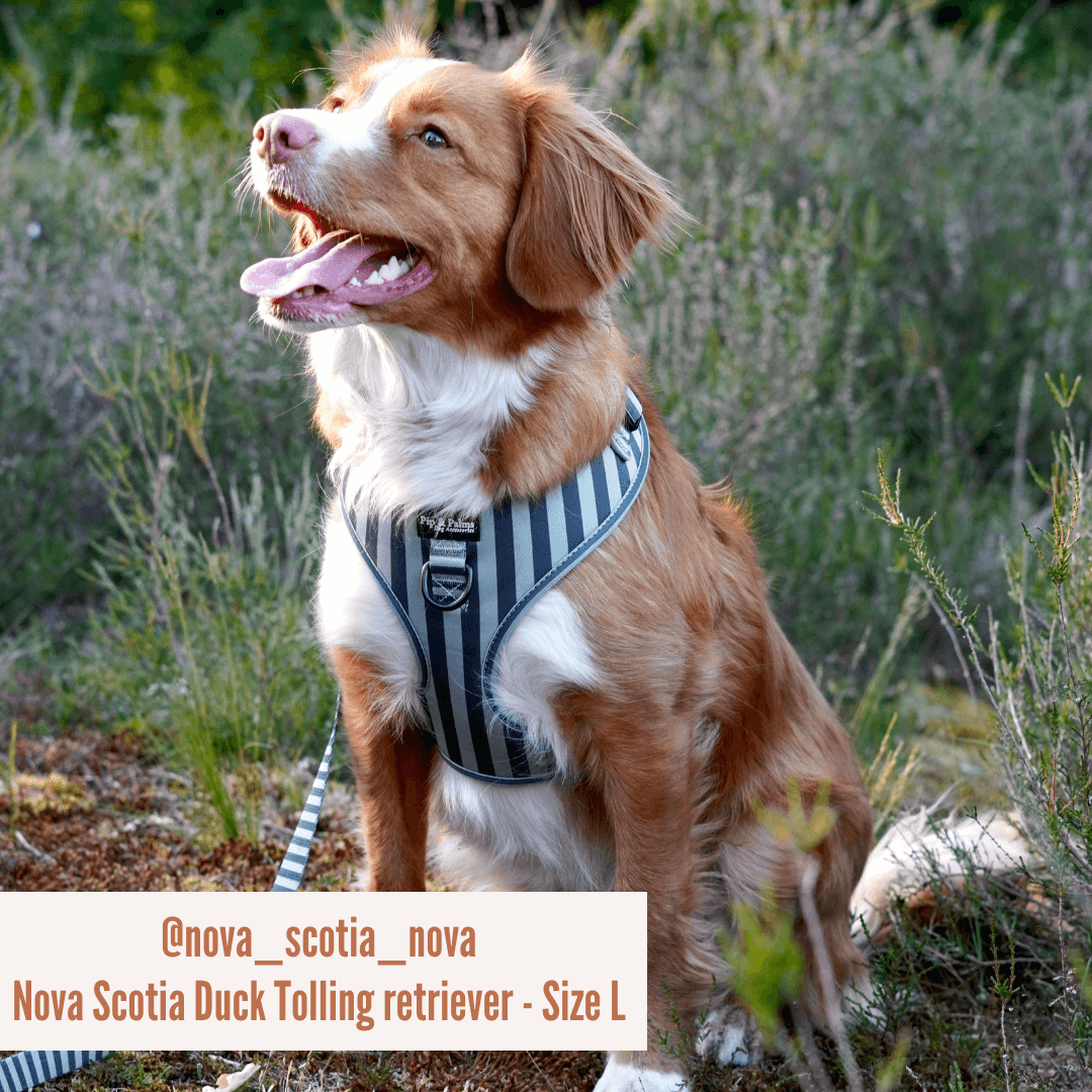 Pip and Palms - Wholesale Pet Harness - Dog - Dog Harness Stripy Stripes6