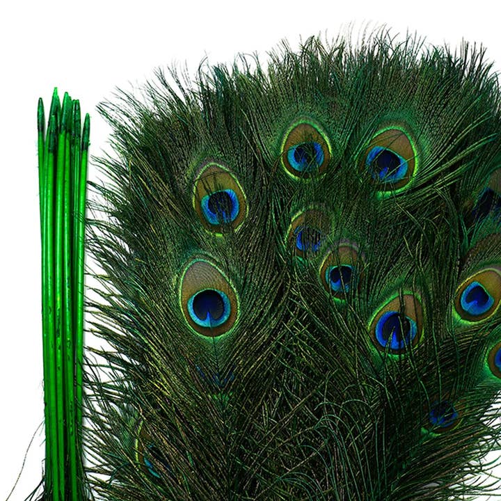 Peacock Tail Eyes Stem Dyed - 25-40 Inch - 100 PCS - Kelly for wholesale by Zucker Feather Products