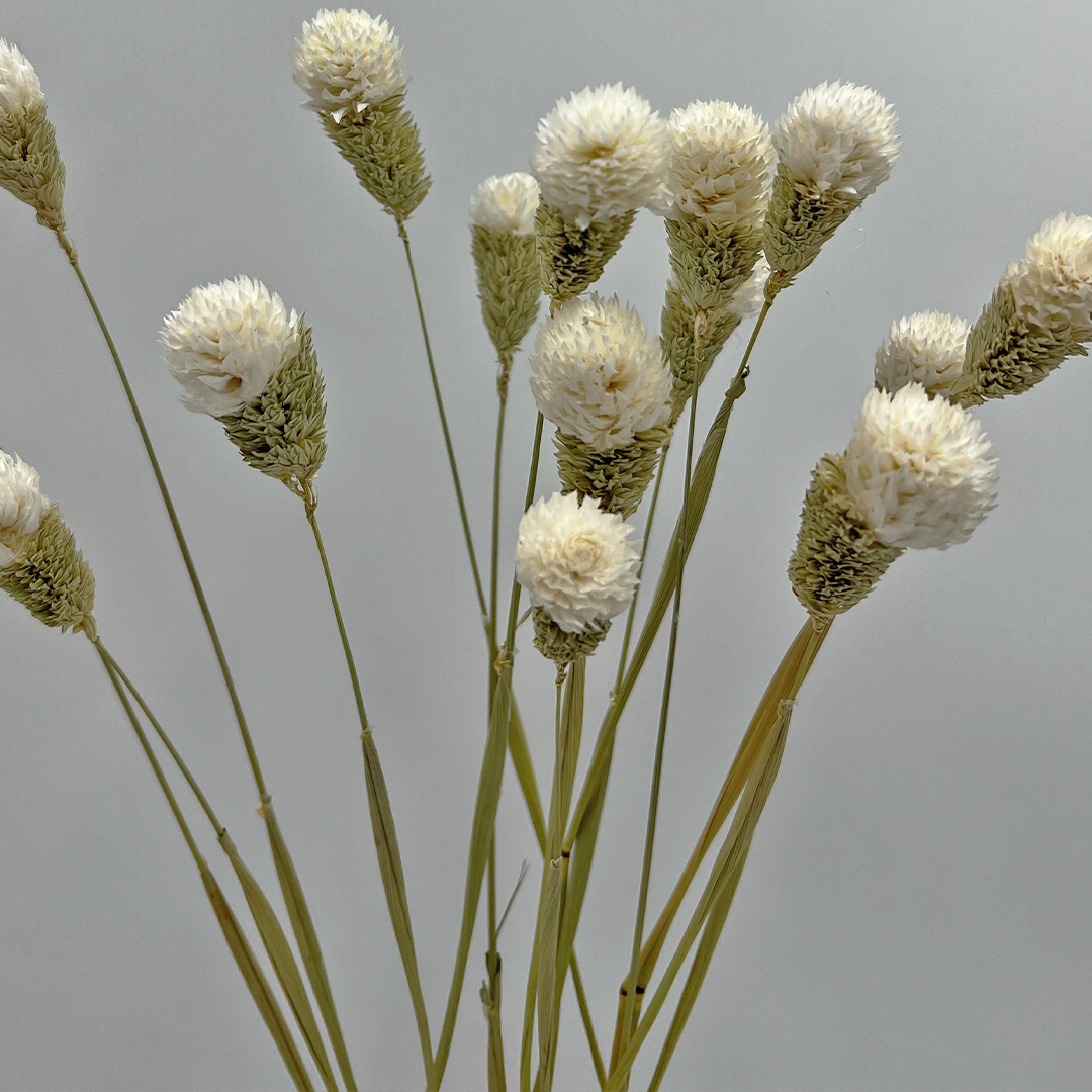2626 Designs – Engroshandel Tørrede/pressede blomster – Tørret Gomphrena Globosa, 56-61 cm lang, 16 stk/bundt20