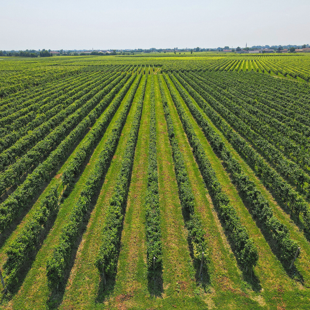 Mani Sagge - Wholesale Champagne/Sparkling Wine - Prosecco Mani Sagge DOC Millesimato Extra Dry4