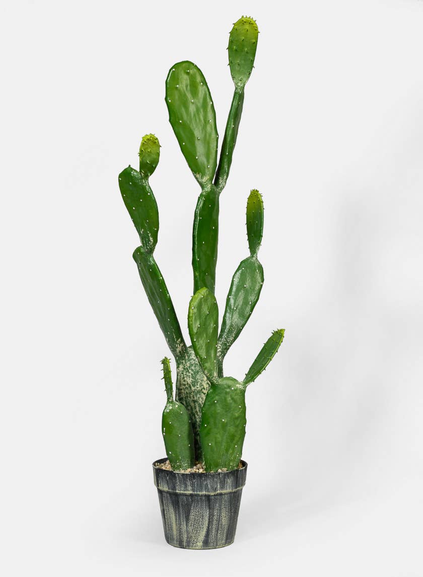 Jamali Garden - Wholesale Succulent - 34 in Angle Wing Cactus Plant