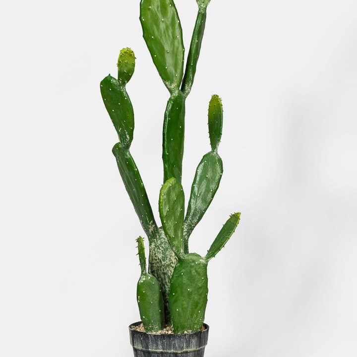 Jamali Garden - Wholesale Succulent - 34 in Angle Wing Cactus Plant0