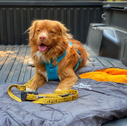 Rocky Mountain Dog – Engroshandel Seng - Hund – Sovepose til hund3