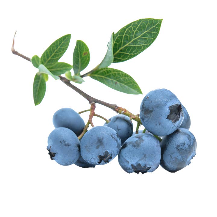 Kombucha Culture Kit - Blueberry Green Tea for wholesale by World Kombucha