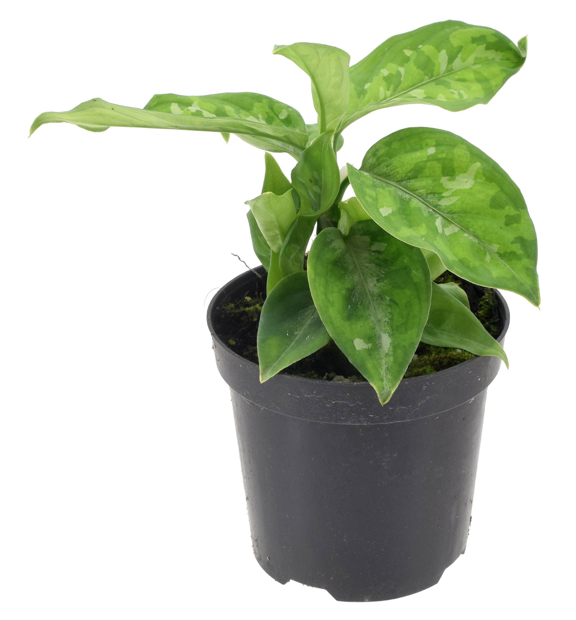 Arcadia Garden Products - Wholesale Live Plant - Aglaonema Pictum Green Tri Color 4 inch Grower Pot