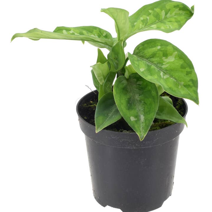 Arcadia Garden Products - Wholesale Live Plant - Aglaonema Pictum Green Tri Color 4 inch Grower Pot0