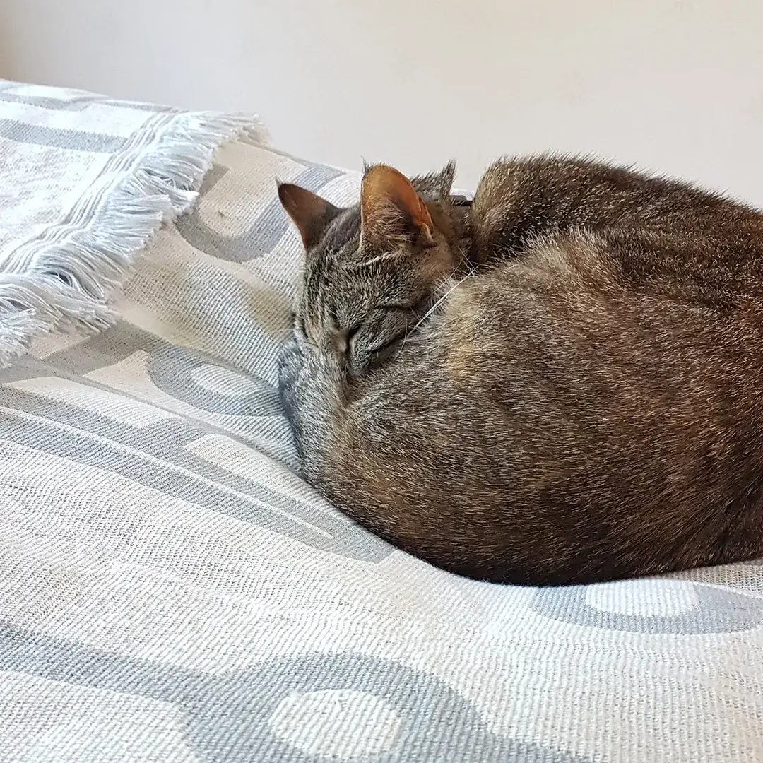 Pufz - Wholesale Throw Blanket - Blanket Caravan3