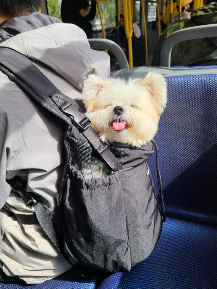 Pups & Bubs - Vente Caisse de transport – chat et chien - Sac de transport avant et arrière Let's Adventure pour chiens et chats | 3 couleurs0