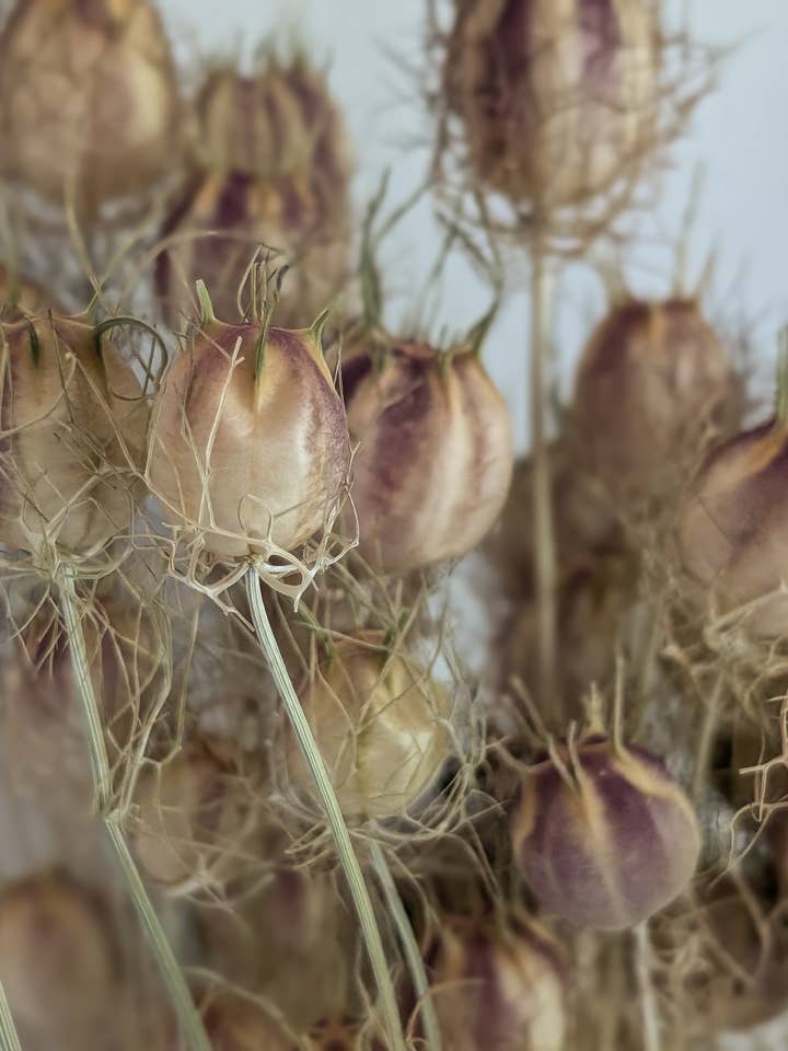 Natural Nigella 40-50cm for wholesale by Banksia Botanicals
