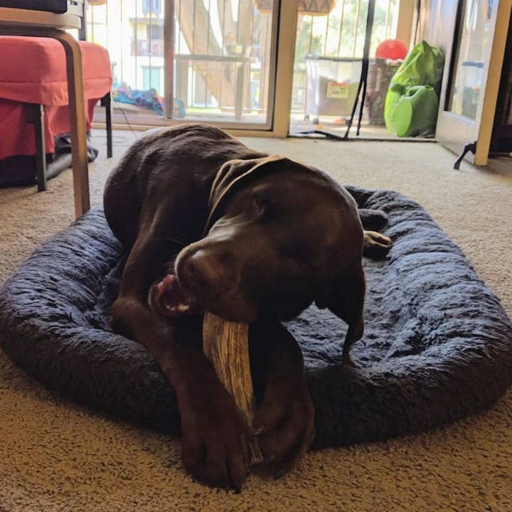 Heartland Antlers - Wholesale Pet Chew Toy - Dog - Whole Elk Antler Chew - Giant (85+ lbs)3