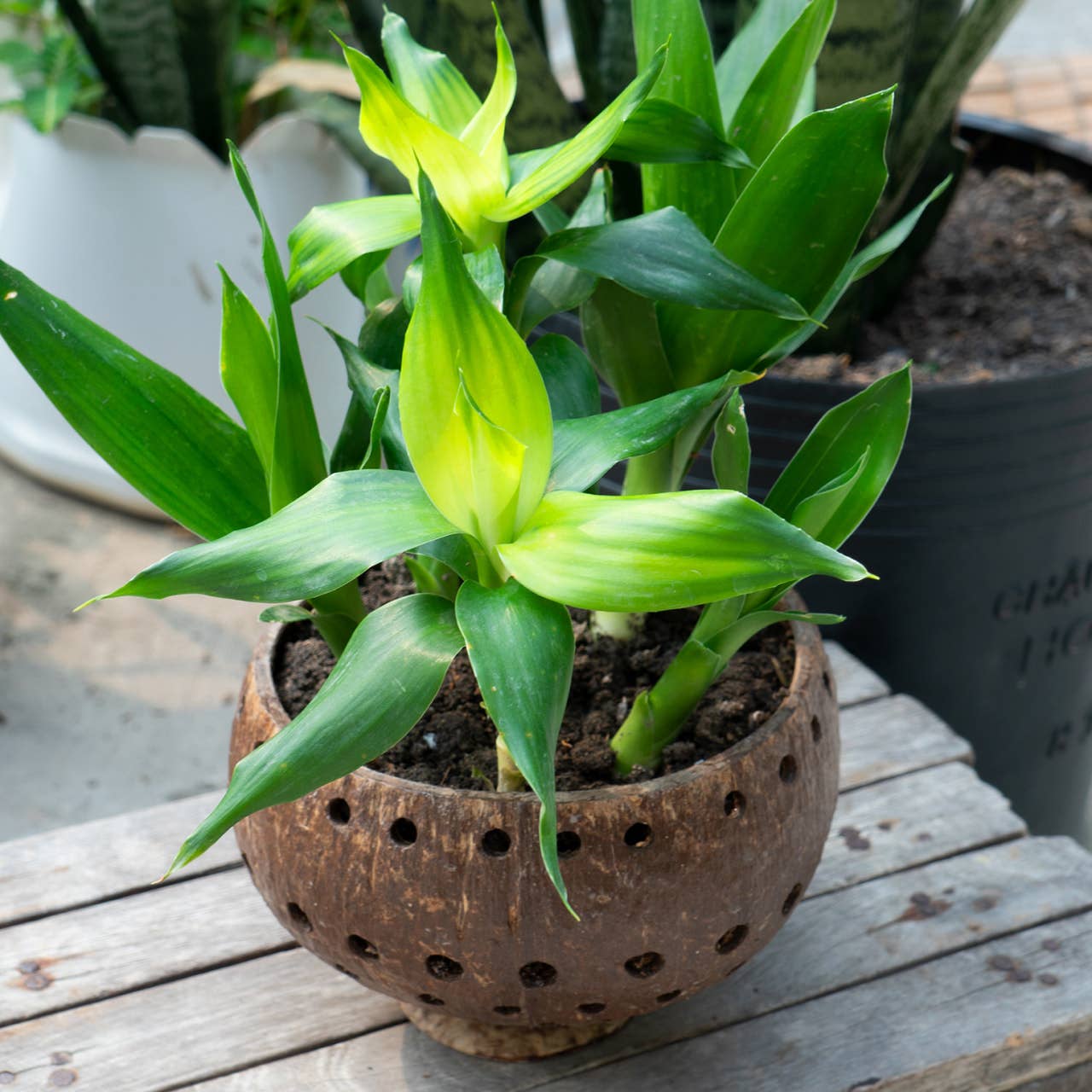 Rainforest Bowls – Engroshandel Plantekrukke – Punchout Coconut Planter2