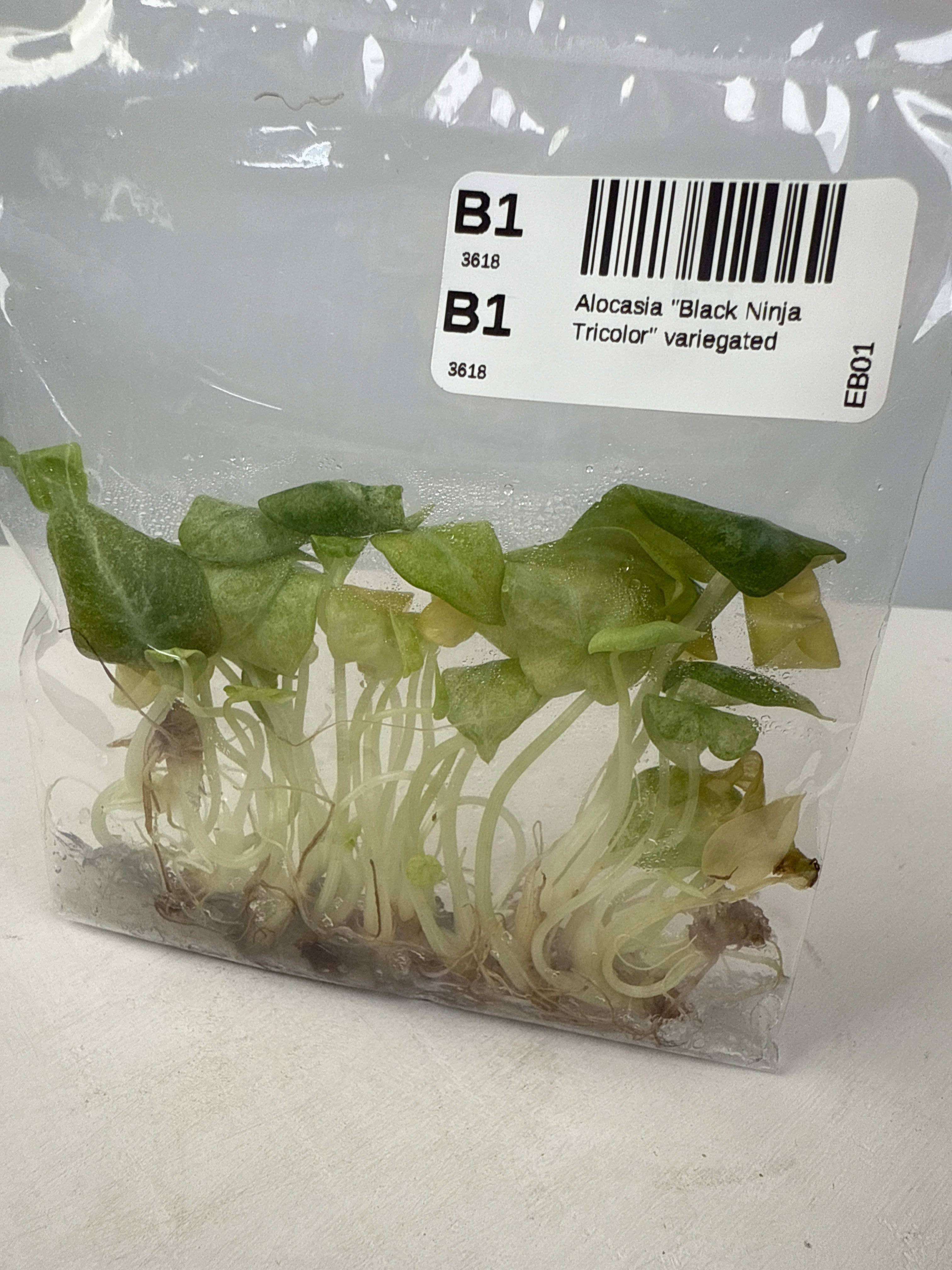 OrchidBox - Wholesale Live Plant - Alocasia "Black Ninja Tricolor" variegated TC Plantlet | Rare Houseplant