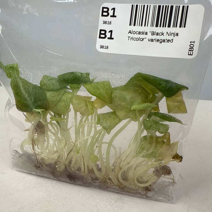 Alocasia "Black Ninja Tricolor" variegierte TC Pflänzchen | Seltene Zimmerpflanze für den Großhandel von OrchidBox