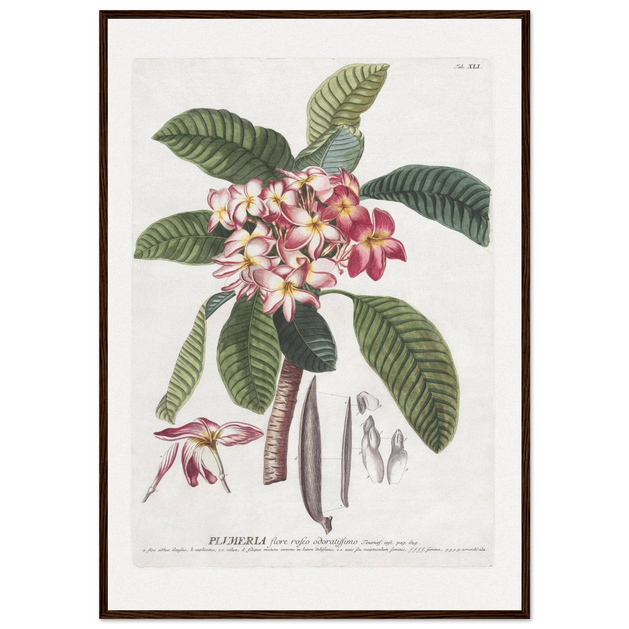 Maison de Paloma - Vendita all'ingrosso Stampa artistica - Plumeria12