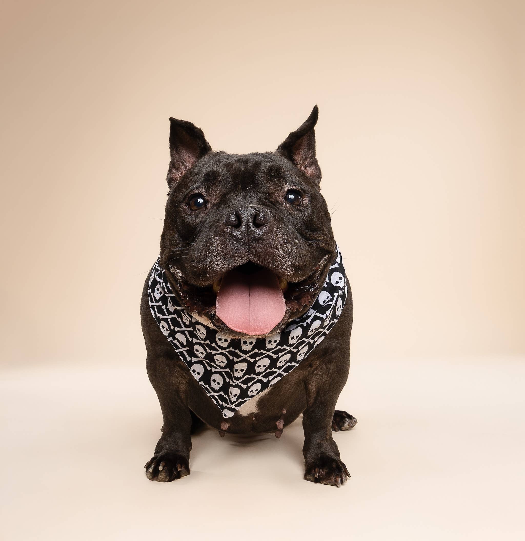 The Paws - Vente Bandana – chien - Bandana Wicked Dog pour chien1