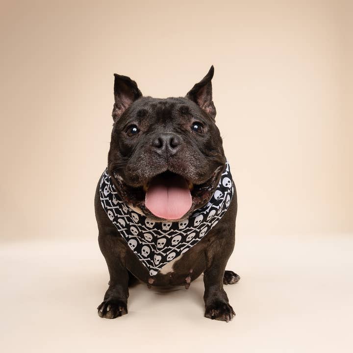 The Paws - Wholesale Pet Bandana - Dog - Wicked Dog Bandana1