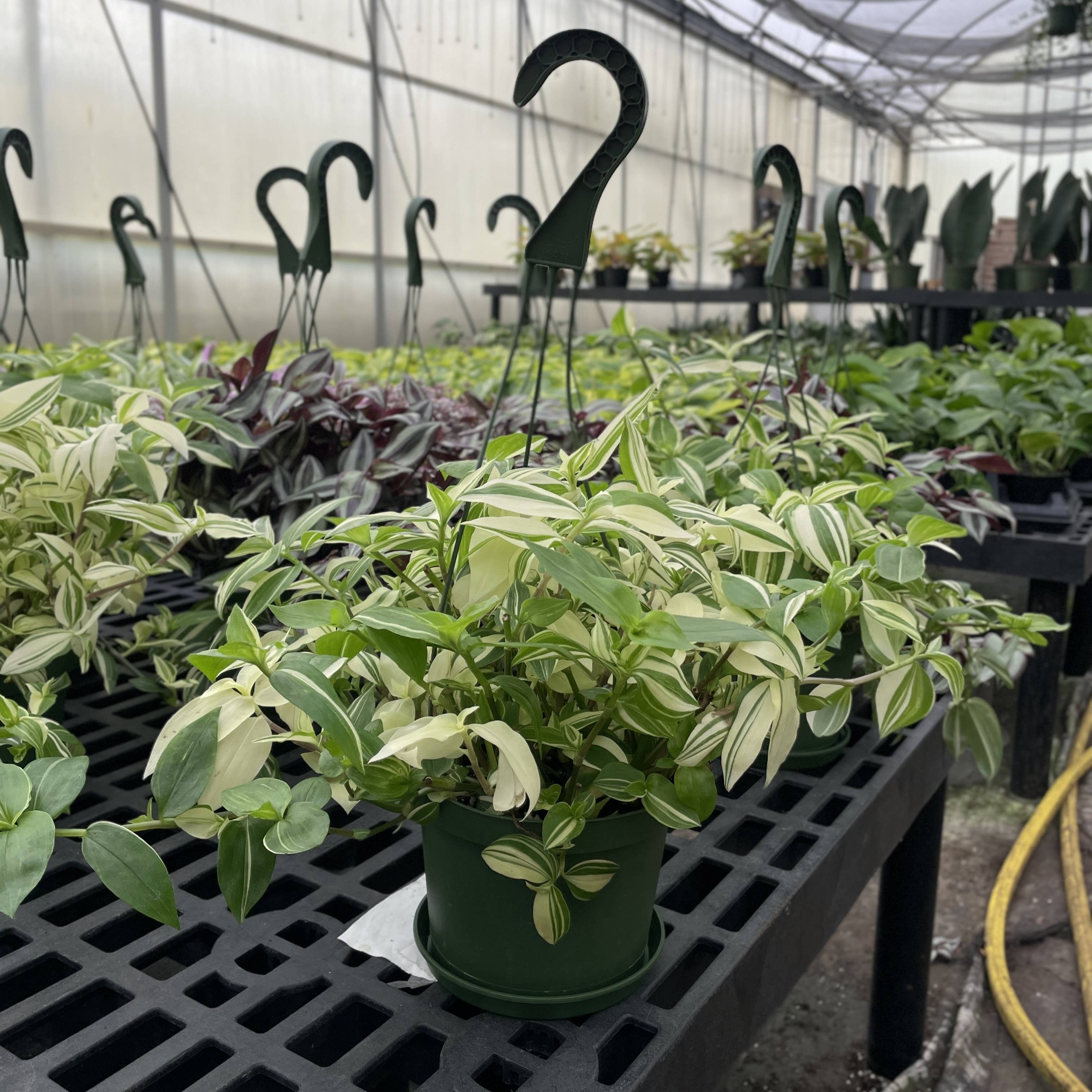 Thorsen's Greenhouse - Wholesale Live Plant - Tradescantia Hanging Basket - 6" Live Plant12